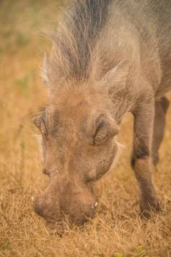 Warthog Stock Photos