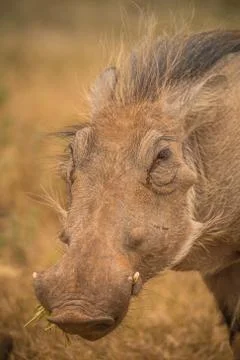 Warthog Stock Photos