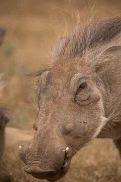 Warthog Stock Photos