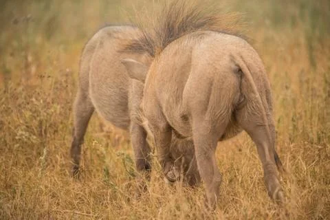 Warthog Stock Photos