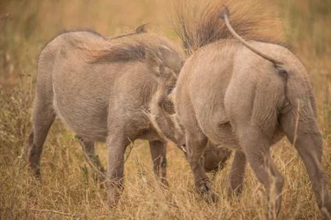 Warthog Stock Photos