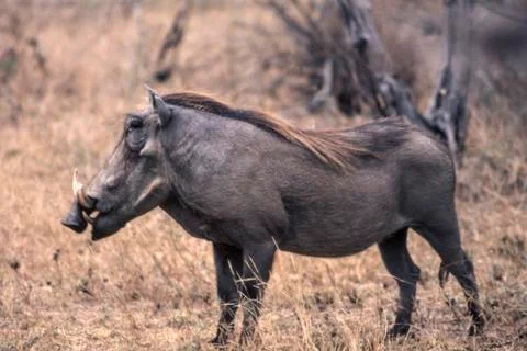 Warthog Stock Photos
