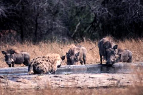 Warthog Stock Photos