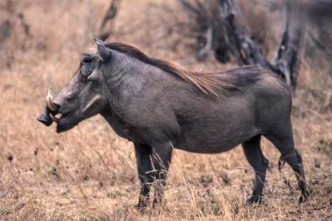 Warthog Stock Photos
