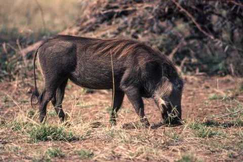 Warthog Stock Photos