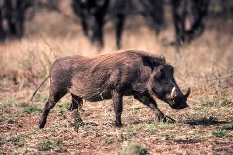 Warthog Stock Photos