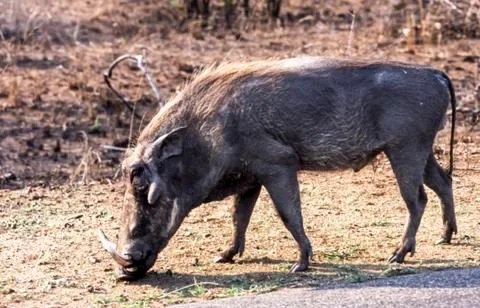Warthog Stock Photos