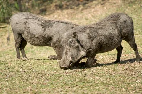 Warthog Stock Photos
