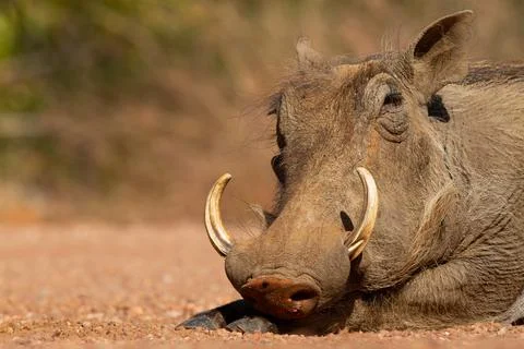 Warthog Stock Photos