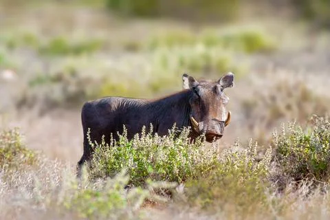 Warthog Stock Photos