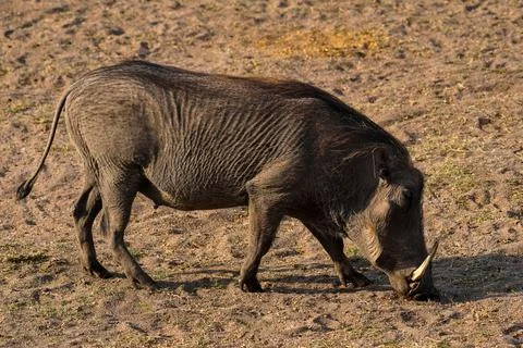 Warthog Foto stock