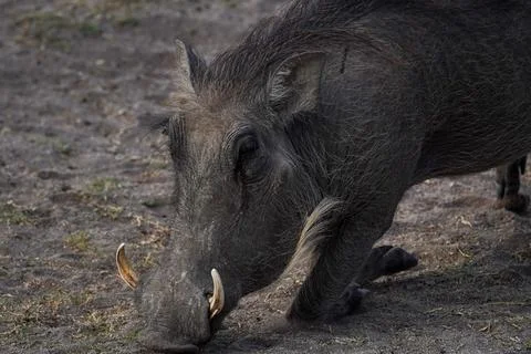 Warthog Foto stock