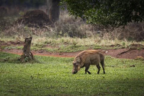 Warthog Stock Photos