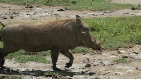 Warthog pig runs in slow motion Stock Footage 152995289