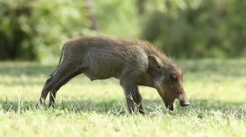 Warthog piglet eating Stock Footage 20488008