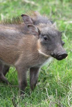 Warthog Piglet Stock Photos