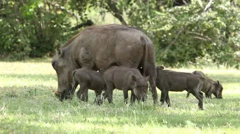 Warthog piglets eating and drinking Stock Footage 20487483
