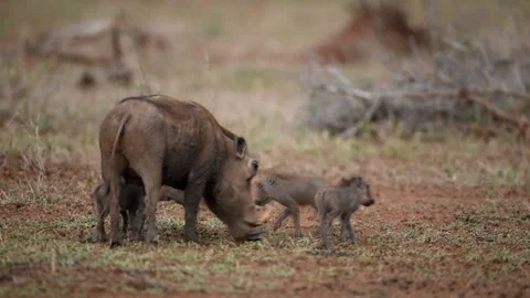 Warthog with piglets in the wilderness Stock Footage 132749855