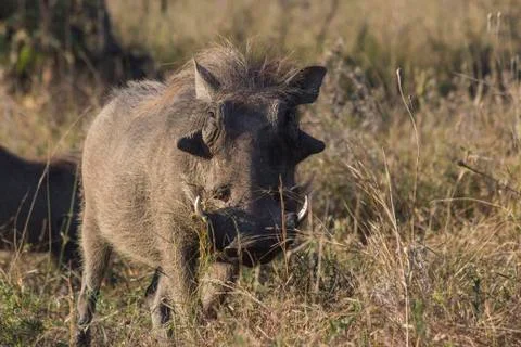 Warthog portrait Stock Photos