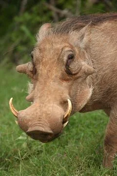 Warthog Portrait Stock Photos