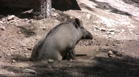 Warthog resting in a pool of water Stock Footage 25619323