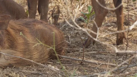 Warthog resting on savanna ground with another standing behind, close up in 動画素材 346011653