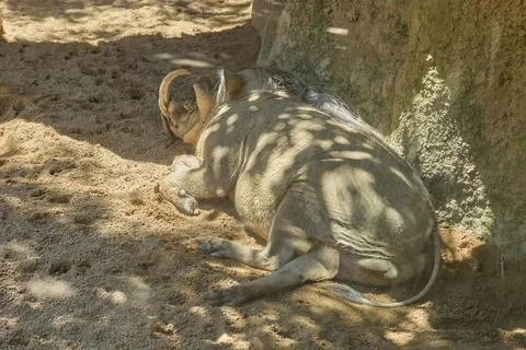 Warthog resting in shade on sandy ground beside rocky habitat Stock Photos