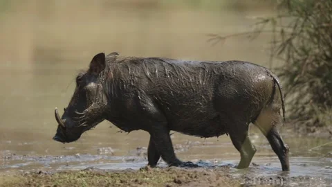 Warthog rises from muddy watering hole and walks left in slow motion, Kruger 動画素材 346426555