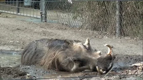 Warthog Rolling In Mud Stock Footage 12044294