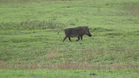 Warthog running  Stock Footage 1100681