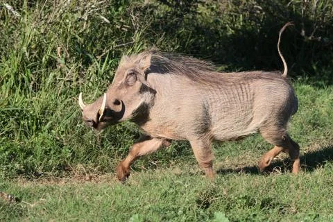 Warthog Running Stock Photos