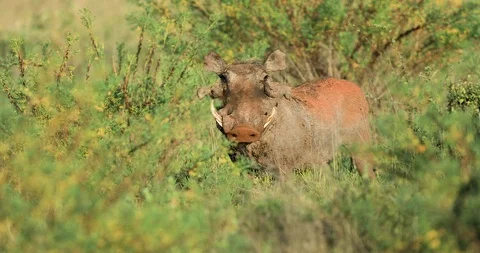 A warthog is in the savannah Stock Footage 125240006