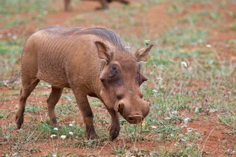 Warthog in the savannah Stock Photos