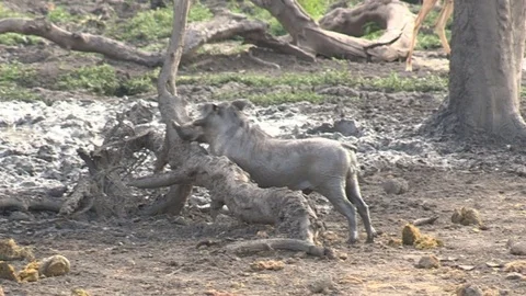 Warthog scratching against tree - HD Video stock 84293018