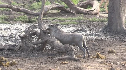 Warthog scratching against tree - HD Video stock 84654077