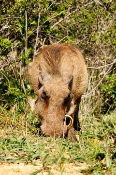 Warthog scratching in the ground Stock Photos