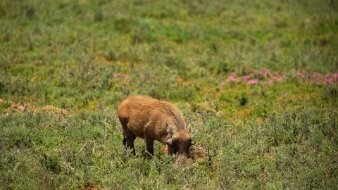 Warthog searching for food Stock Footage 114750153