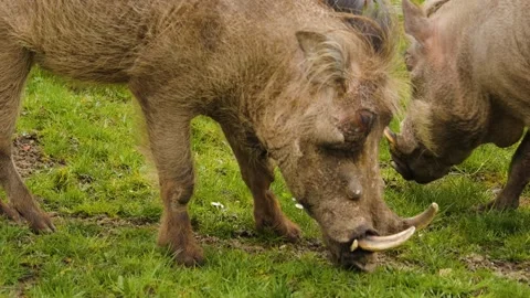 A warthog searching Stock Footage 238990496