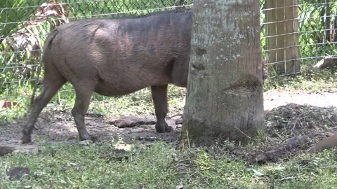 Warthog side view Stock Footage 157291922