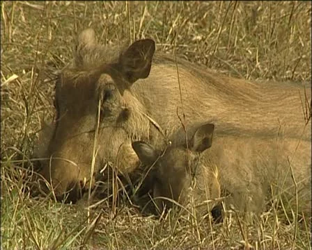 Warthog sleeping next to her piglet Stock Footage 11629780
