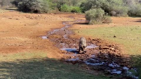 Warthog snuffling in the mud 스톡 동영상 315761456