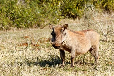 Warthog Standing and looking. Stock Photos