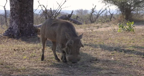 A warthog stands alert in a dry savannah Stock Footage 303372853