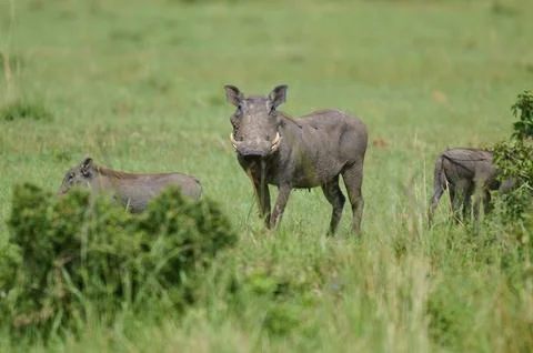 A warthog stands in the green grass, surrounded by nature. A sense of Stock Photos