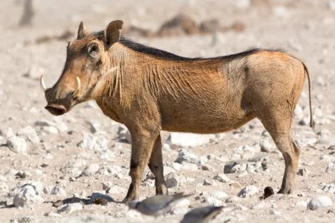 Warthog in the sun. Stock Photos