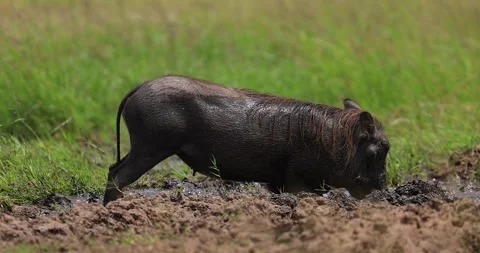 A warthog takes a mud bath in the savannah Stock Footage 282788194