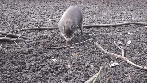 Warthog trampling through the mud Stock Footage 146715197