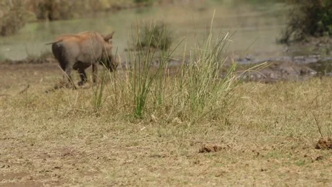 Warthog walking away behind tall grass in Kruger National Park South Africa 動画素材 346799536