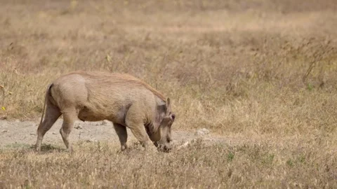 Warthog Walking Close-up Stock Footage 327038936