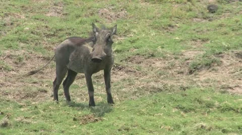 Warthog walking Video stock 10869750